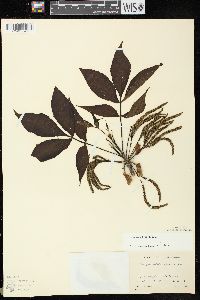 Carya ovata var. ovata image