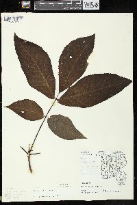 Carya ovata var. ovata image