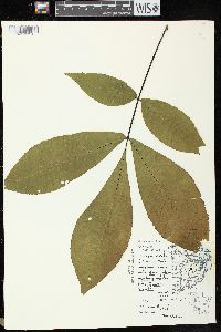 Carya ovata var. ovata image