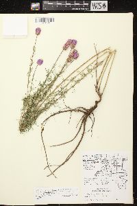 Dalea purpurea var. purpurea image