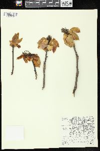 Carya ovata var. ovata image