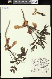 Carya ovata var. ovata image