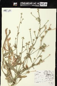 Cichorium intybus image