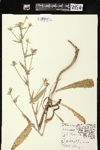 Cichorium intybus image