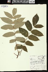 Juglans cinerea image