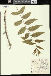 Juglans cinerea image