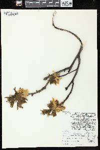 Carya ovata var. ovata image