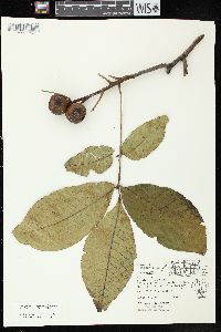 Carya ovata var. ovata image