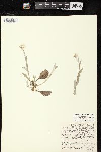 Antennaria parlinii subsp. fallax image