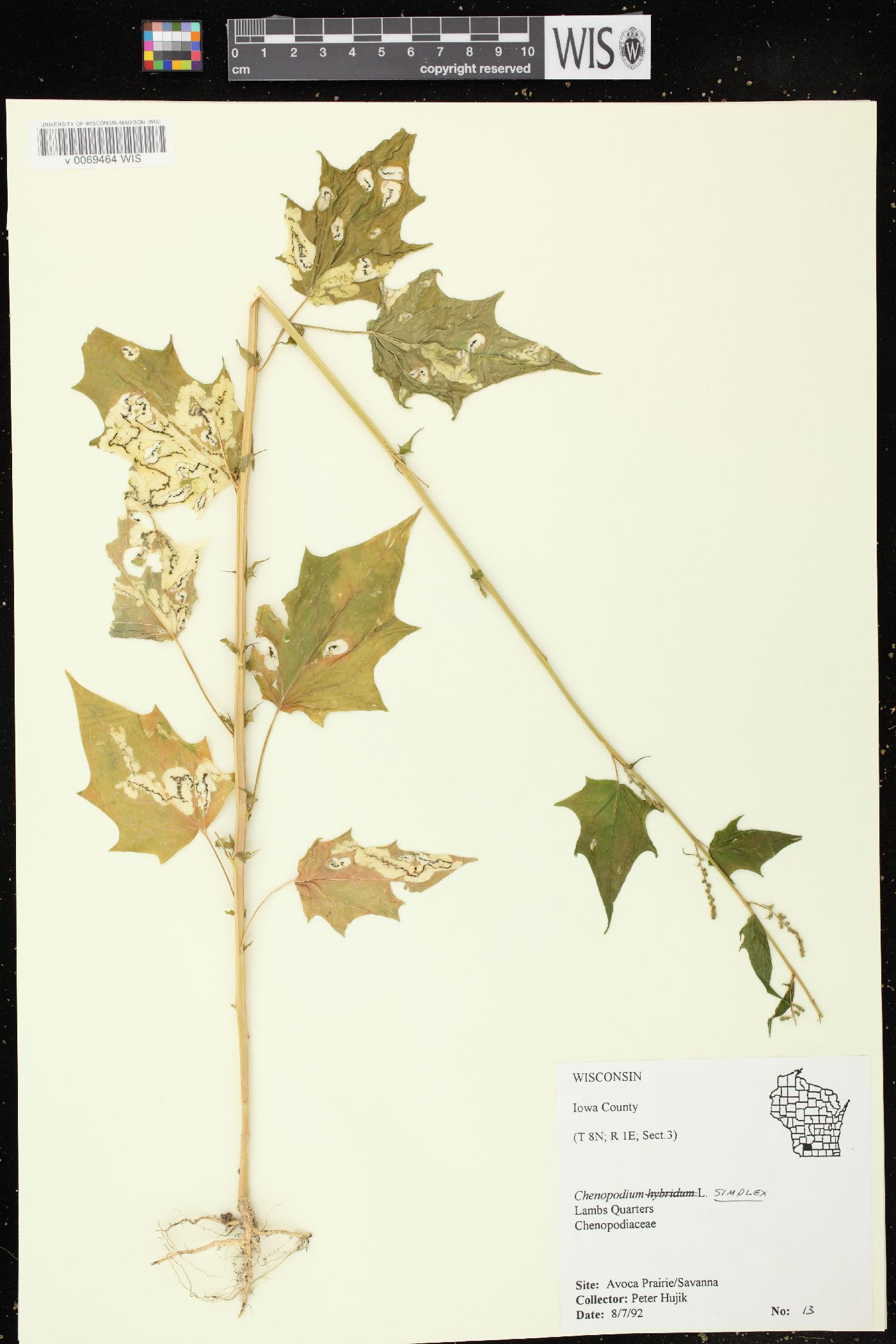 Oxybasis glauca var. glauca image