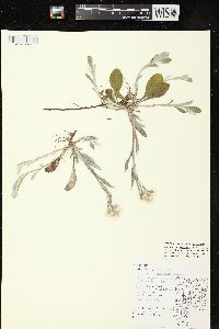 Antennaria parlinii subsp. fallax image