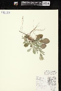 Antennaria parlinii subsp. fallax image