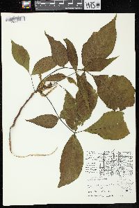 Carya ovata var. ovata image