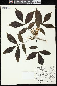 Carya ovata var. ovata image