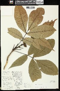 Carya ovata var. ovata image