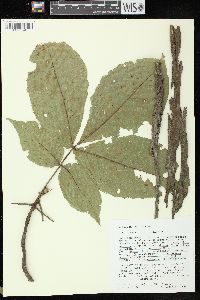 Carya ovata var. ovata image