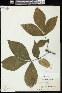 Carya ovata var. ovata image