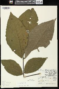 Carya ovata var. ovata image