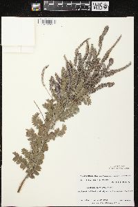 Amorpha canescens image