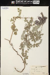 Amorpha canescens image