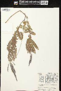 Amorpha canescens image