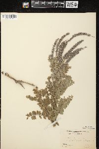 Amorpha canescens image