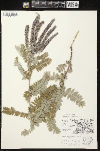 Amorpha canescens image