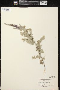 Amorpha canescens image