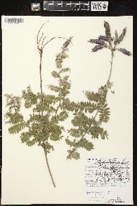 Amorpha canescens image