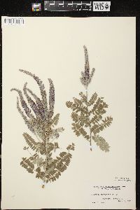 Amorpha canescens image