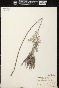 Amorpha canescens image