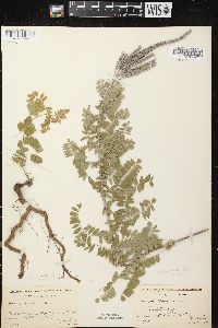 Amorpha canescens image