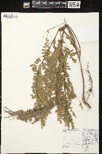 Amorpha canescens image