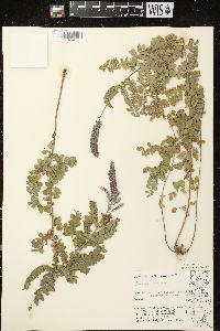 Amorpha canescens image