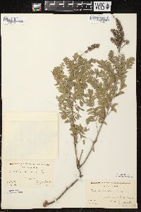 Amorpha canescens image