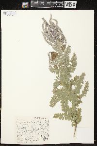 Amorpha canescens image