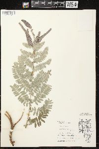 Amorpha canescens image