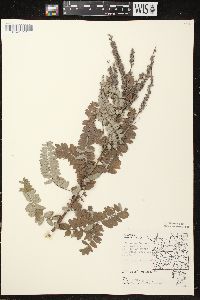 Amorpha canescens image