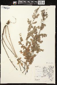 Amorpha canescens image