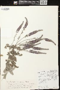 Amorpha canescens image