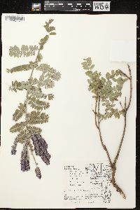 Amorpha canescens image