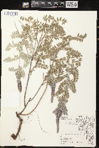 Amorpha canescens image