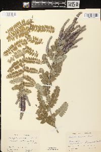 Amorpha canescens image