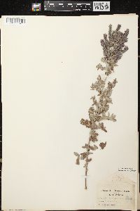 Amorpha canescens image