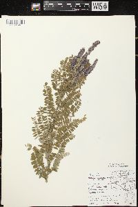 Amorpha canescens image