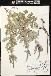 Amorpha canescens image