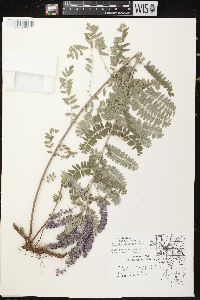 Amorpha canescens image