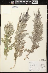 Amorpha canescens image