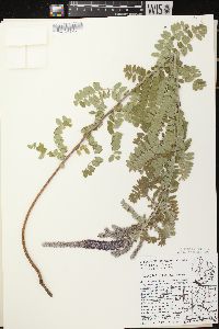 Amorpha canescens image