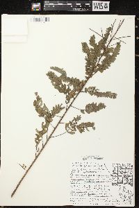 Amorpha canescens image